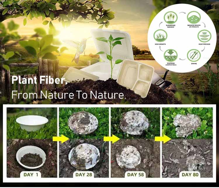 Biodegradable Plates Supplier